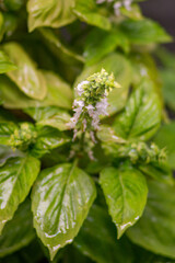 Basil. Basil plant with flowers. aromatic plant. Italian cuisine specials.