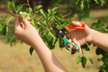 Female gardener with secateurs cutting tree branch outdoors, closeup