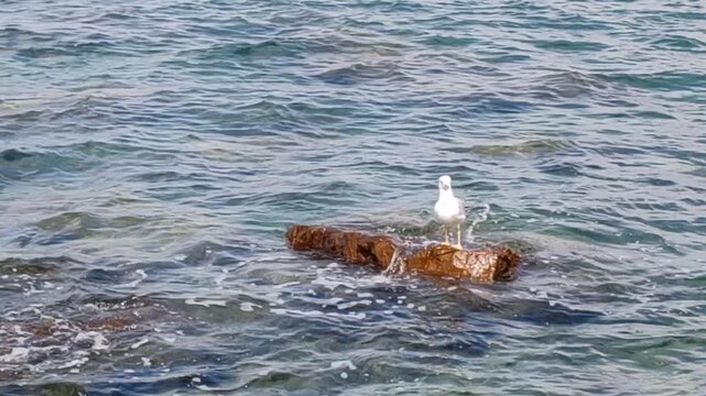 sea gull