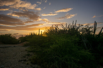 Road to the mountain. Arid mountains. Paths through the mountains with cacti and xeric vegetation. Red earth.