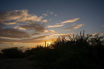 Obraz premium Road to the mountain. Arid mountains. Paths through the mountains with cacti and xeric vegetation. Red earth.
