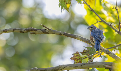 Eastern bluebird perched on a tree branch.