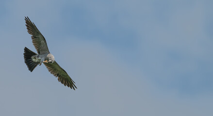 Mississippi kite in flight with a dragonfly in its claws.