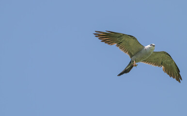 Mississippi kite in flight with a dragonfly in its claws.