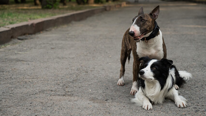 Two dogs are hugging on a walk. Border collie and bull terrier. 