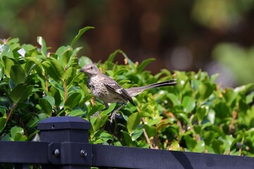 Close-up shot of a bird on a fence under the blazing sun.