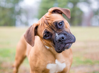 A young purebred Boxer puppy listening with a head tilt