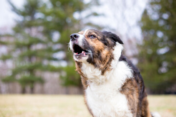 A reactive mixed breed dog barking outdoors