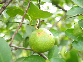 Citrus canker on lime is a bacterial disease that causes lesions on the fruit, leaves, and stems.
