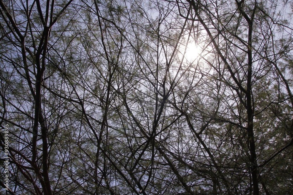 Wall mural defocused background of irregular pine tree branches with sunlight from behind