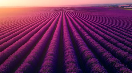 Fototapeta premium Lavender field in bloom stretches towards the horizon under a warm golden sunset sky.