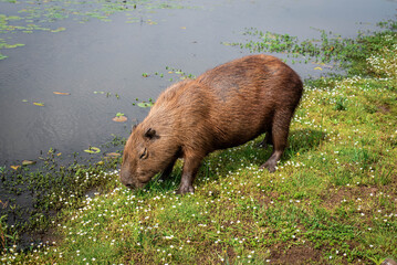 Maravillosa fauna de los Esteros del Iberá en la provincia de Corrientes, Argentina, entre los que se destacan el yacaré, el ciervo y el carpincho. Fauna autóctona en estado salvaje.