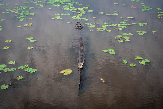 Maravillosa fauna de los Esteros del Iber&aacute; en la provincia de Corrientes, Argentina, entre los que se destacan el yacar&eacute;, el ciervo y el carpincho. Fauna aut&oacute;ctona en estado salvaje.