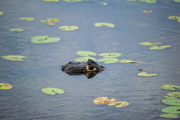 Maravillosa fauna de los Esteros del Iberá en la provincia de Corrientes, Argentina, entre los que se destacan el yacaré, el ciervo y el carpincho. Fauna autóctona en estado salvaje.