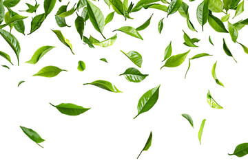 Vibrant green tea leaves scattered on a white background, showcasing freshness and organic nature, ideal for health and wellness themes.
