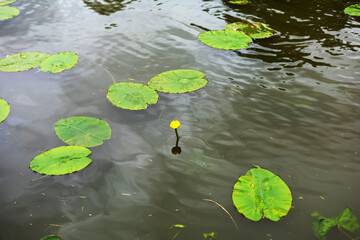 Solitary Yellow Water Lily Among Green Pads