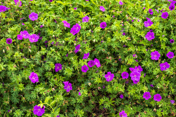 A vibrant display of purple wildflowers nestled within lush green foliage