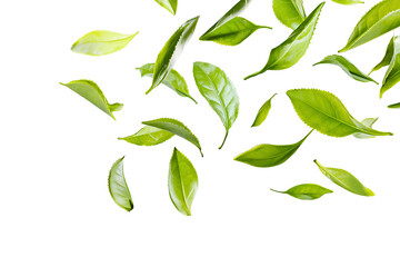 A vibrant arrangement of fresh green tea leaves scattered across a clean white background. The floating leaves create a dynamic, natural pattern with ample copy space
