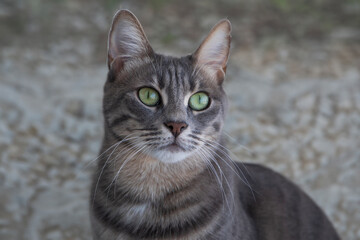 portrait of a cat
