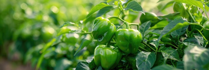 Bed of green bell peppers growing on bushes