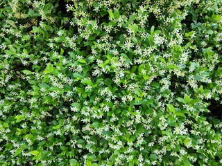 Obraz premium Jasmin flowers