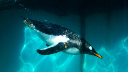 Fototapeta premium 水族館の人気者