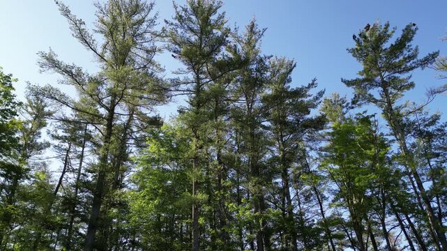 flying above treetops to reveal conifer forest (dense nature natural world view) parallax drone flying rising lowering same time (tree trees deciduous pine cones) beautiful hiking woodland woods 