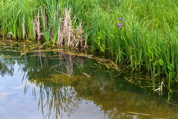 Serene Pond with Grass and Frogs in Natural Habitat