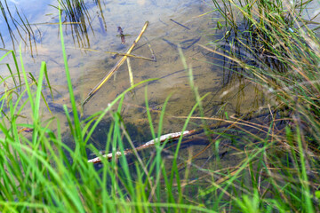 Serene Pond with Grass and Frogs in Natural Habitat