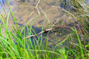 Serene Pond with Grass and Frogs in Natural Habitat
