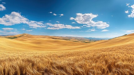 Fototapeta premium Golden Wheat Field Under a Blue Sky with Clouds, Tuscany Landscape.