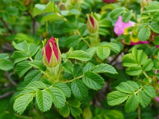 これはハマナスの蕾の写真です。ハマナスは美しいピンク色の花を咲かせるバラ科の植物です。風に揺れる鮮やかな花びらと緑豊かな葉による自然の美しさが伝わるよう撮影しました。
