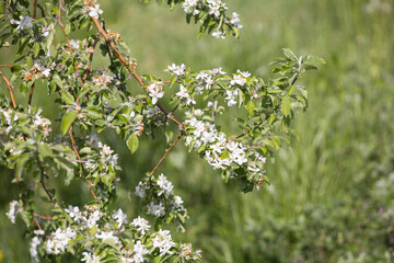 林檎の木の花 © Kazuki Yamada