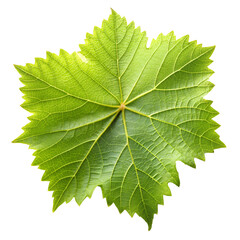 Fototapeta premium Grape leaf isolated on transparent background png