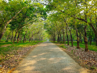 Autumn Forest of rubber plantation. Beautiful view for natural background or wallpaper. 