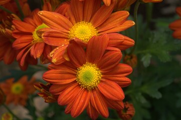 Wild and exotic flowers in Miranda, Venezuela.
A state full of colors thanks to an immense amount of wild flowers, roses and others.