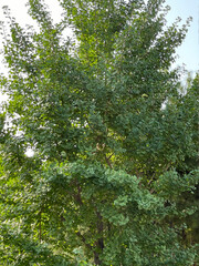 trees at the end of summer