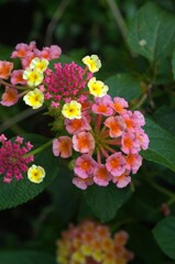 Wild and exotic flowers in Miranda, Venezuela.
A state full of colors thanks to an immense amount of wild flowers, roses and others.