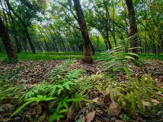 Autumn Forest of rubber plantation. Beautiful view for natural background or wallpaper. 