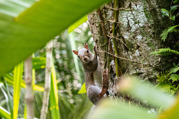 Squirrel in tree looking at viewer