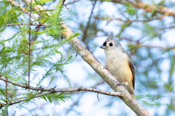 Tufted titmouse (Baeolophus bicolor) a cute songbird, in a cypress tree in Lakewood Ranch, Florida