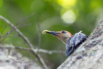 A red-bellied woodpecker (Melanerpes carolinus) has an insect larva in its beak in Sarasota, Florida