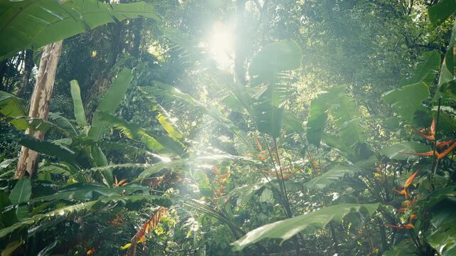Tropical trees and plant life in the rainforest jungles of Costa Rica