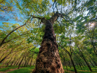 Autumn Forest of rubber plantation. Beautiful view for natural background or wallpaper. 