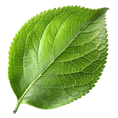 Apple leaves on transparent background png