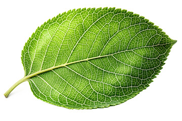 Apple leaves on transparent background png