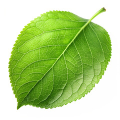 Apple leaves on transparent background png