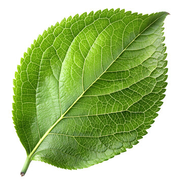 Fototapeta Apple leaves on transparent background png