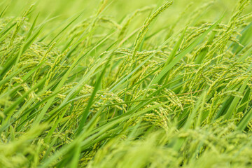 Closeup of paddy rice on Plants
