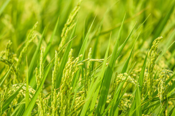 Closeup of paddy rice on Plants